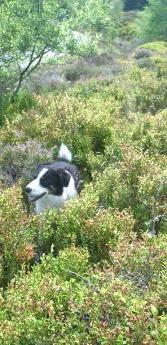 Goetre Farm North Wales Gwynedd